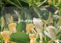 北京qq群,微信群和QQ群?