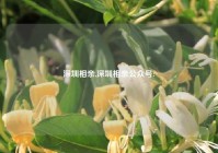 深圳相亲,深圳相亲公众号?