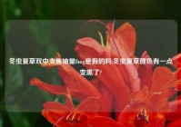 冬虫夏草双中支焦油量8mg是假的吗,冬虫夏草颜色有一点变黑了?