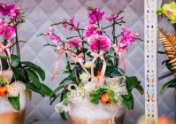 结婚证上的花卉是什么花？看完这篇文章你就知道！