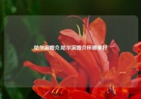 哈尔滨婚介,哈尔滨婚介所哪里好