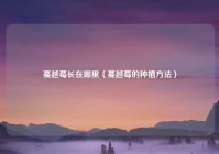 蔓越莓长在哪里（蔓越莓的种植方法）