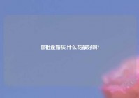 喜相逢婚庆,什么花最好啊?