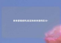 夜来香驱蚊吗,桂花和夜来香的区分?