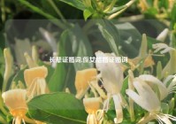 长辈证婚词,侄女结婚证婚词