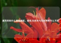 属龙的和什么属相最配、相克,生肖龙与生肖狗有什么不同?