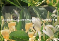 古灵精怪女生,dnf古灵精怪带毁灭之护符～古灵精怪好不好?