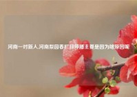 河南一对新人,河南梨园春栏目停播主要是因为啥原因呢