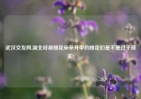 武汉交友网,湖北经视桃花朵朵开中的桃花们是不是过于现实?