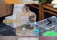 巩新亮和郎朗分手了吗？ 他们的过往情史大揭秘！