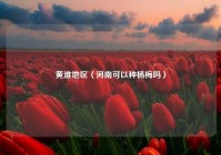 黄淮地区（河南可以种杨梅吗）