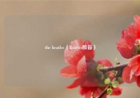 the beatles（Beatles脸盲）