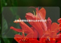 庄雯,姓单和庄取什么名字好女娃