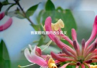 独家婚约,婚约古今异义