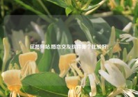 征婚网站,婚恋交友软件哪个比较好?