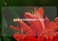 妞干网,北京妞爸妞妈是干什么的?