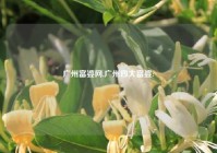 广州富婆网,广州四大富婆?