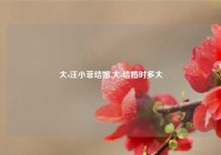 大s汪小菲结婚,大s结婚时多大